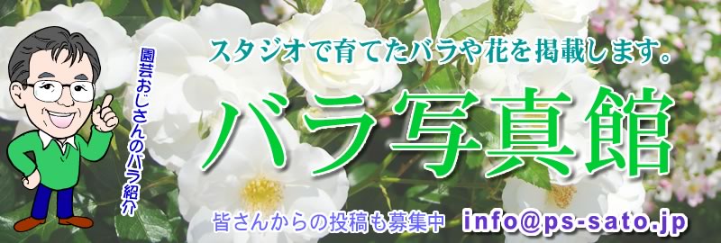 �o���̎ʐ^��