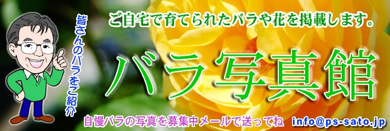 �o���̎ʐ^�W